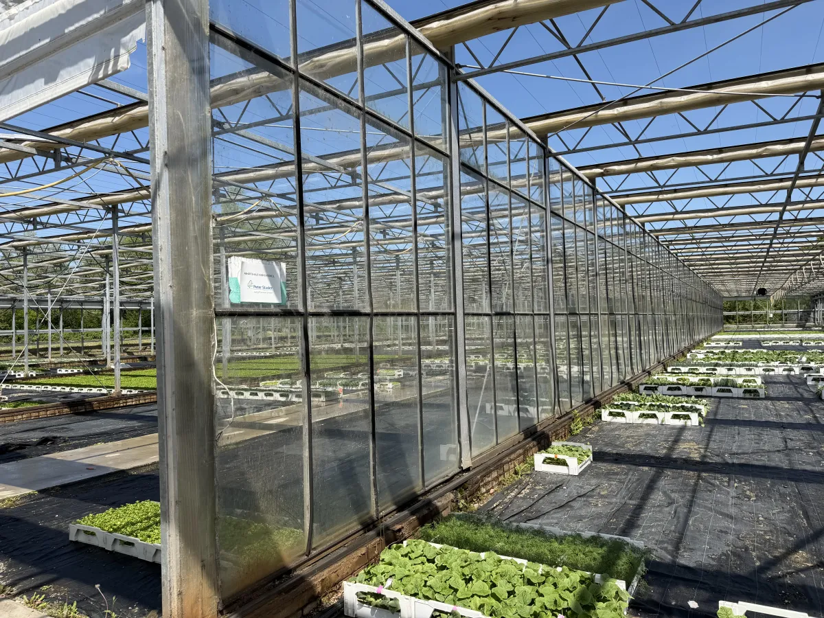 Large Commercial Greenhouse Steel Structure with Shade Cloth – Full Span Glasshouse