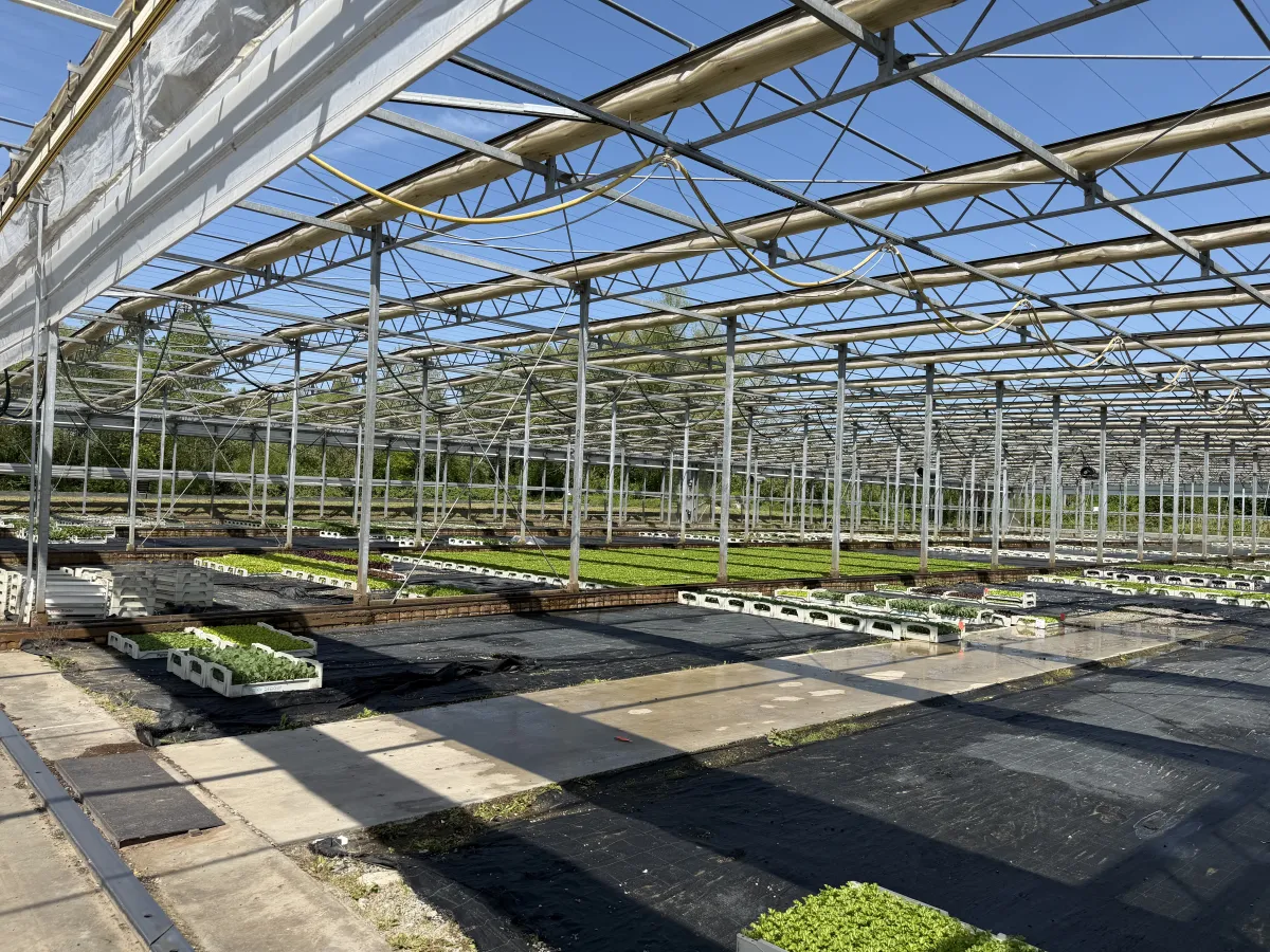 Large Commercial Greenhouse Steel Structure with Shade Cloth – Full Span Glasshouse