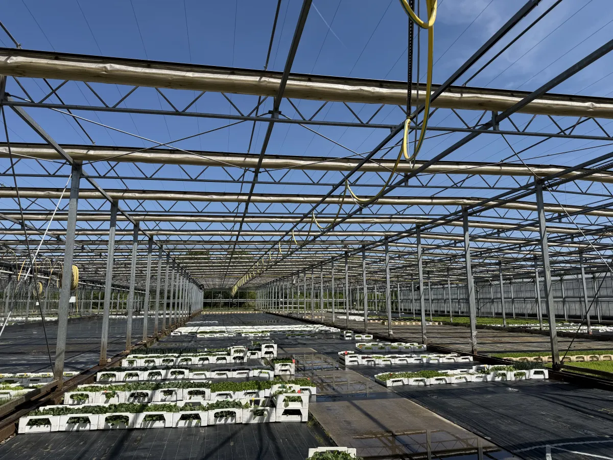 Large Commercial Greenhouse Steel Structure with Shade Cloth – Full Span Glasshouse