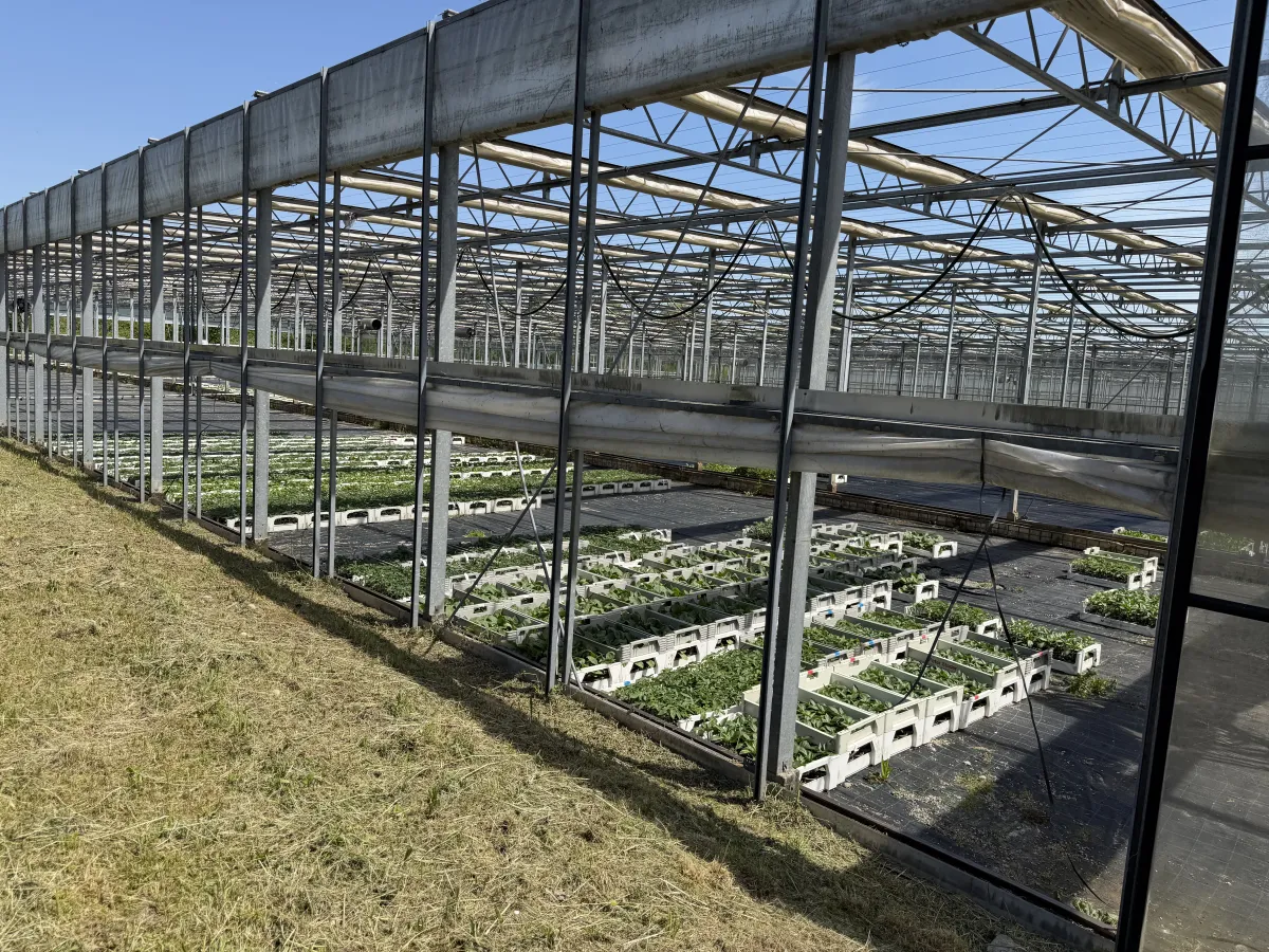 Large Commercial Greenhouse Steel Structure with Shade Cloth – Full Span Glasshouse