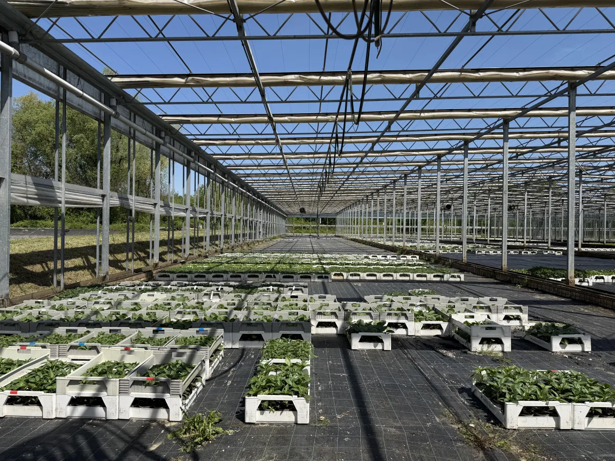 Large Commercial Greenhouse Steel Structure with Shade Cloth – Full Span Glasshouse