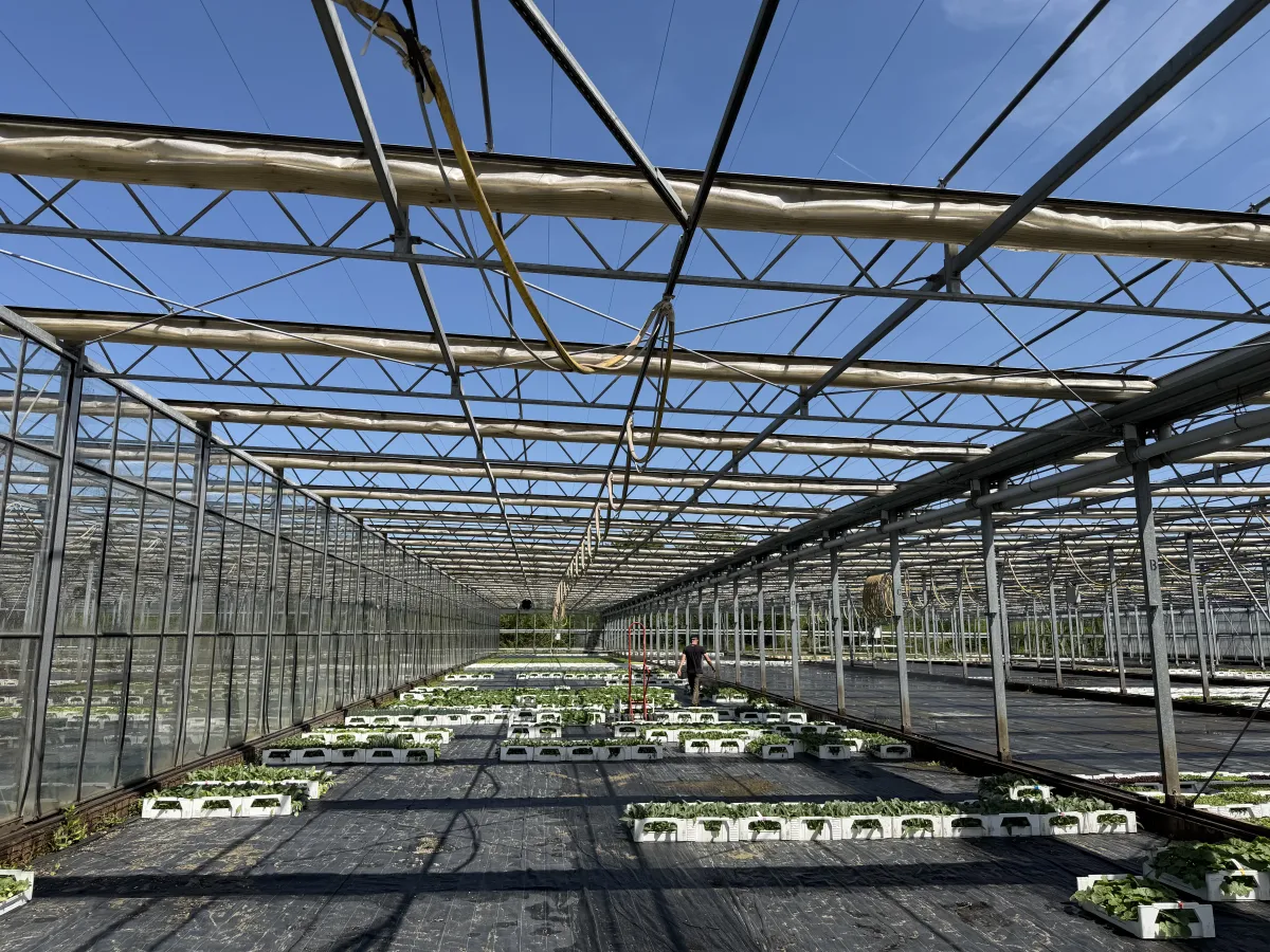 Large Commercial Greenhouse Steel Structure with Shade Cloth – Full Span Glasshouse