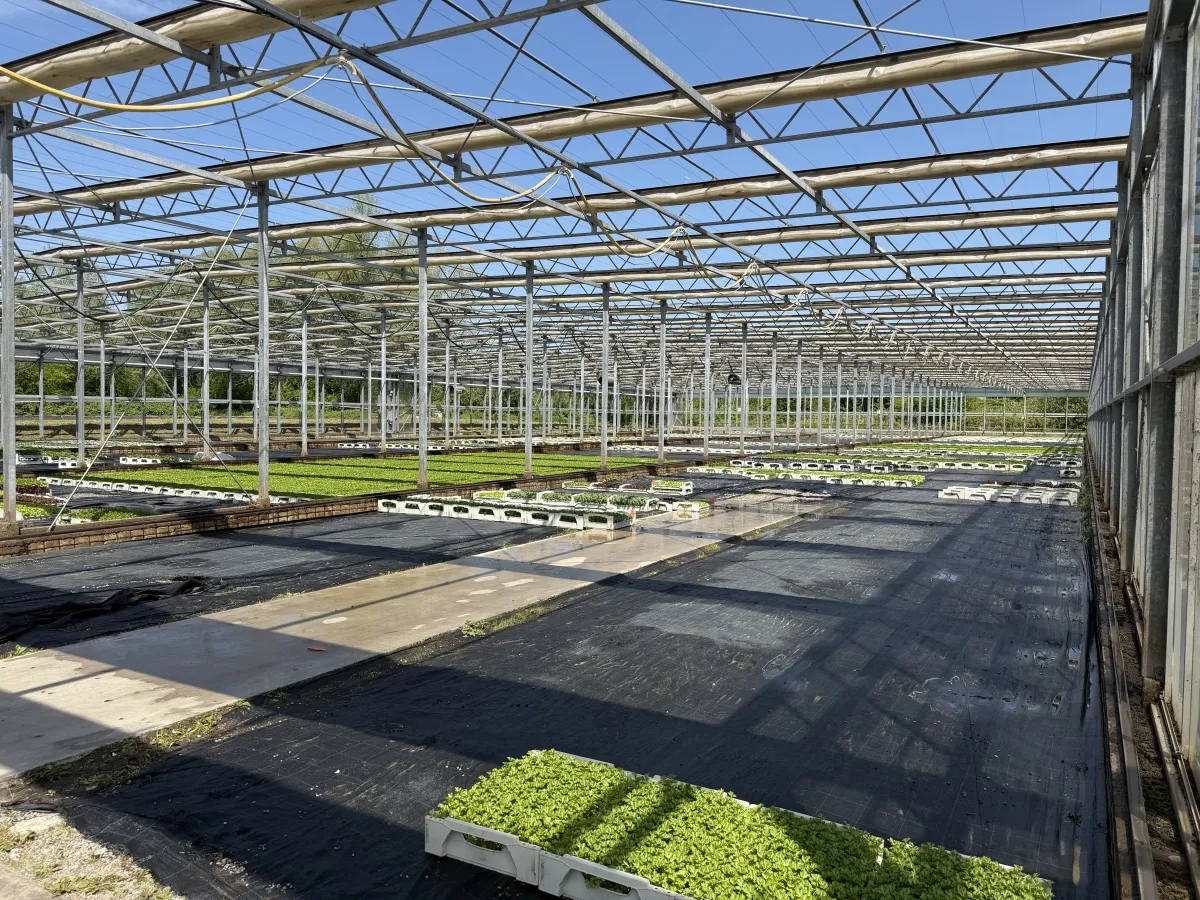 Large Commercial Greenhouse Steel Structure with Shade Cloth – Full Span Glasshouse