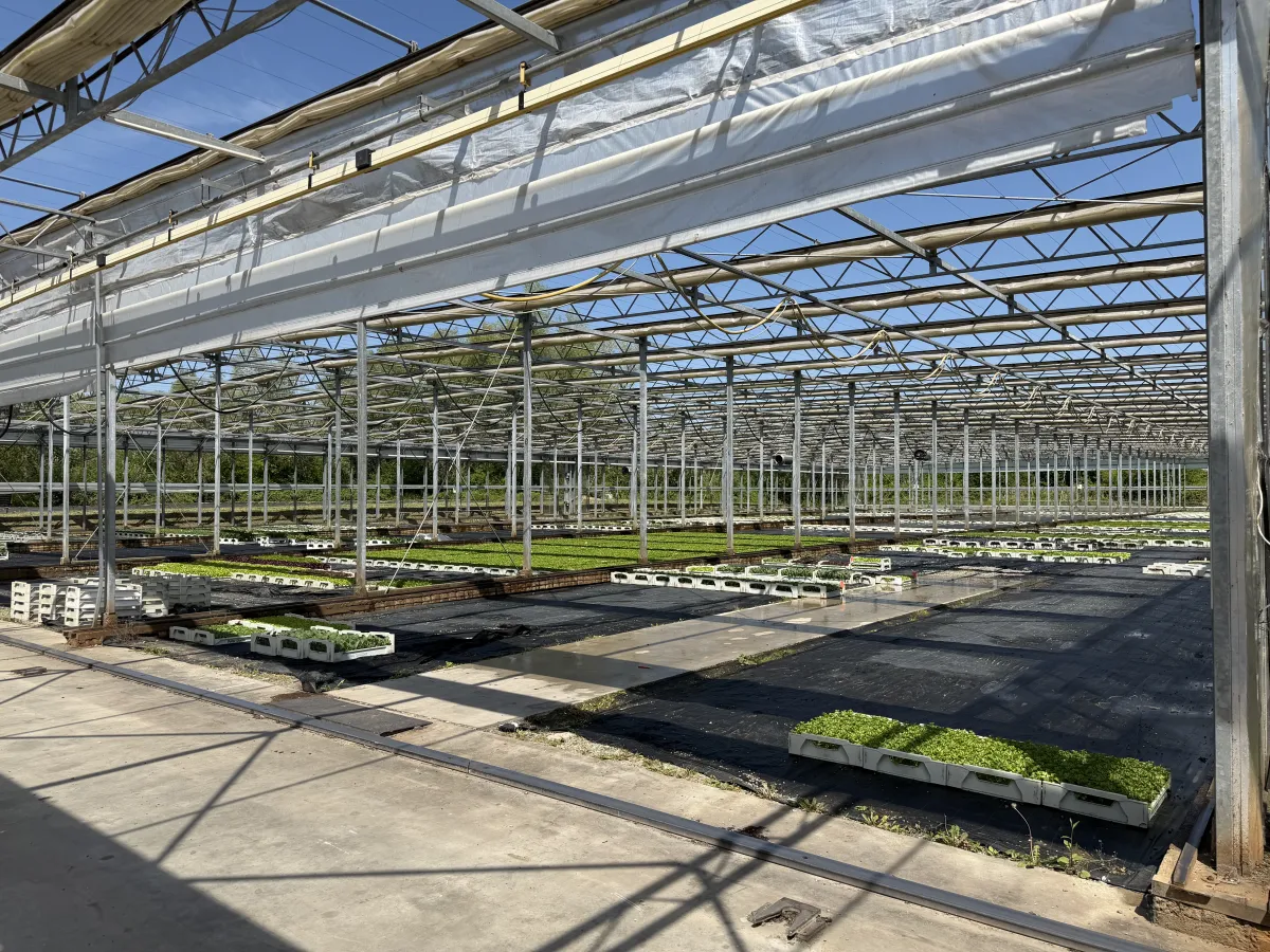 Large Commercial Greenhouse Steel Structure with Shade Cloth – Full Span Glasshouse