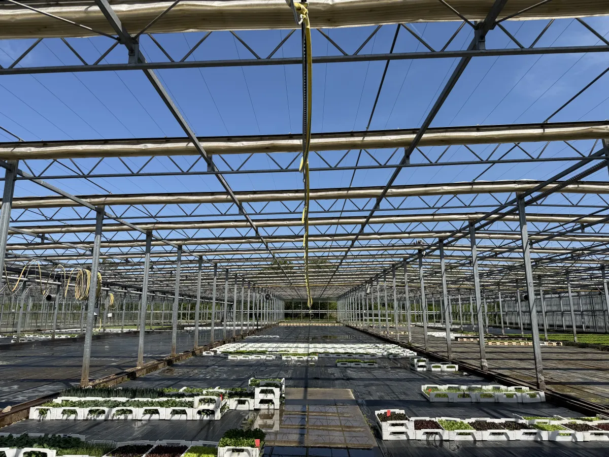 Large Commercial Greenhouse Steel Structure with Shade Cloth – Full Span Glasshouse