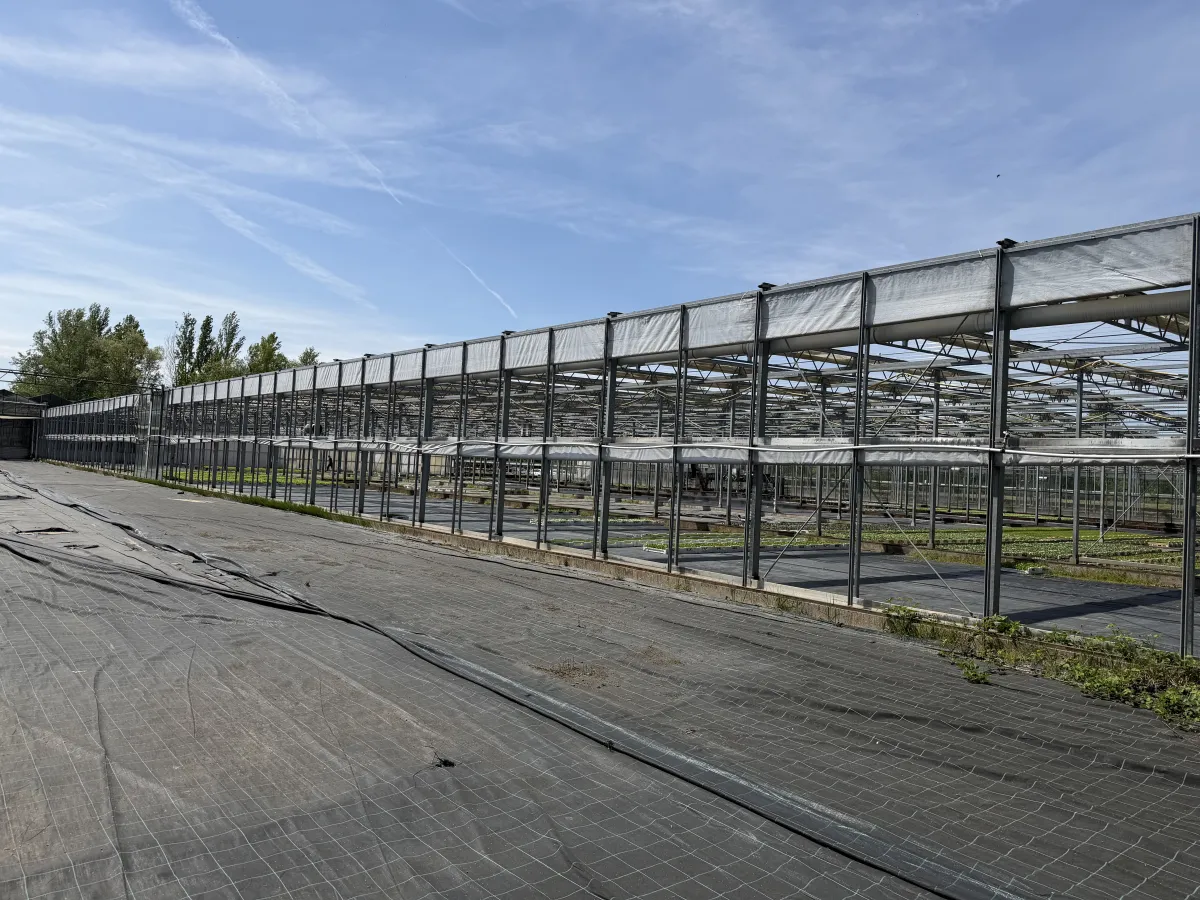 Large Commercial Greenhouse Steel Structure with Shade Cloth – Full Span Glasshouse